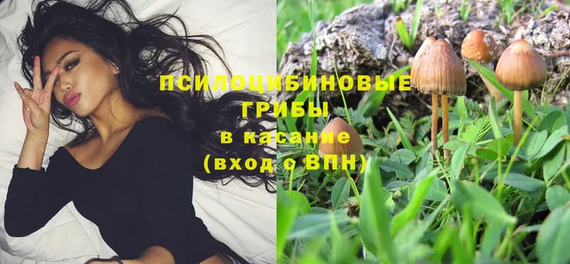 Псилоцибиновые грибы Psilocybe  Тверь 