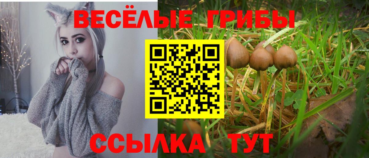 Тверь  Галлюциногенные грибы Psilocybe  Вход с VPN 